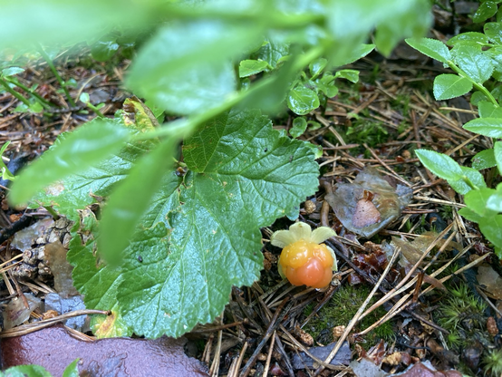 Kuvassa on kypsänpuoleinen lakka, vesisateen jälkiä lehdissä