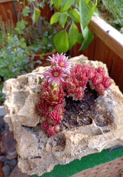 Stein mit ein paar Löchern und Vertiefungen, in welchen die Pflanze wächst und eine Blüte gebildet hat.
Die Blüten sind sternförmig, rosa, mit gelbem Zentrum mit roter Umrandung.