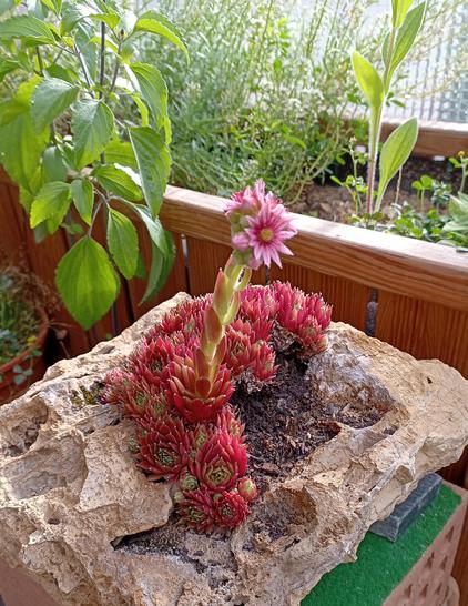 Gleiches Bild, etwas von der Seite, damit der lange Blütenstängel besser sichtbar ist.