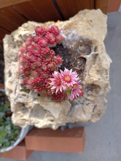 Gleiches Sujet von oben, in Nahaufnahme.