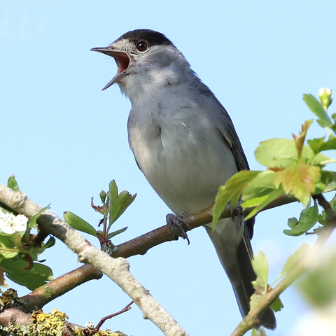 A male Blackcap perched on Hawthorn, with a pale blue sky behind him, his beak wide open as he sings. His body is mostly grey, darker above and paler below, but as the name of his species suggests, the top of his head is black.