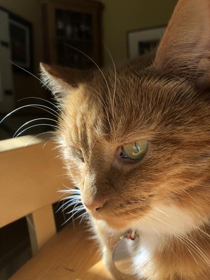 Portrait of a small ginger cat with wild eyebrow hairs, basking in the sunshine.
