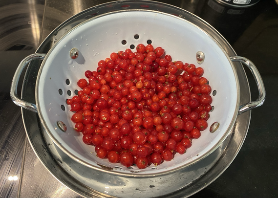 A sieve full of red currants 