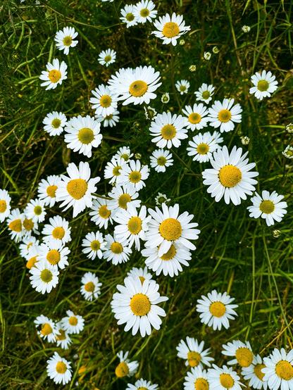 A group of daisies growing in a field