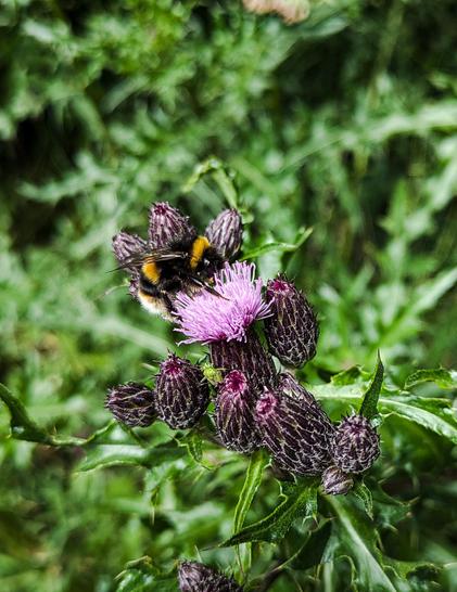 A bee on a flower