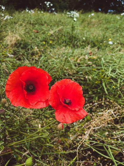 Two poppies growing in a field