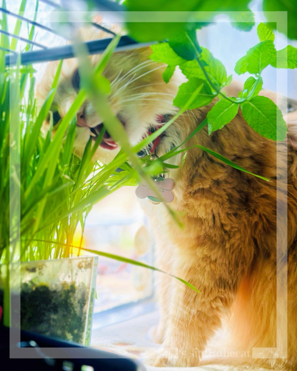 Sintra the Cat enjoys his cat grass 😻