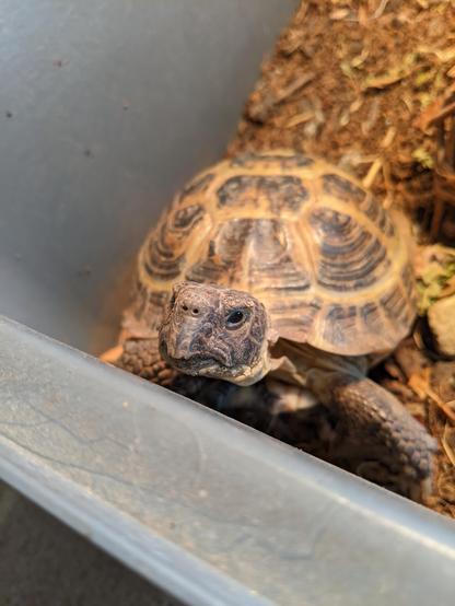 Photo of the same turtle looking up at the camera with his small, cute face.