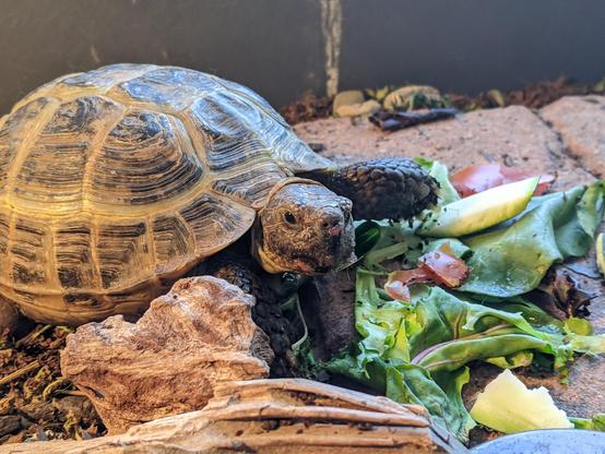 Photo of a small russian turtle munching on some veggies in his enclosure.