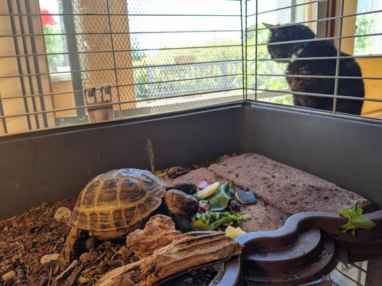 Photo of the same turtle munching on some veggies zoomed out with Mortica by the door looking outside out of focus. 
