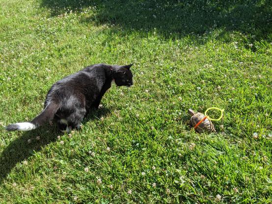 Photo of the same turtle in our backyard in the grass equipped with two pipe cleaners so we don't lose him (he moves quick! Lol). With Gomez, tuxedo cat, watching him in the grass. 