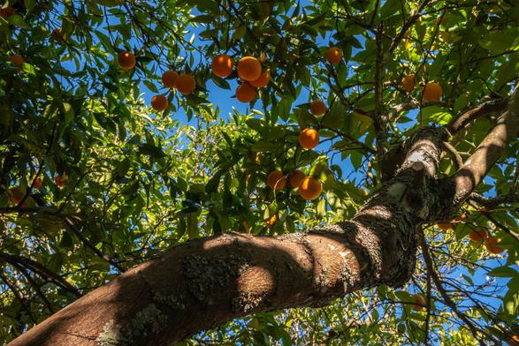 A photograph a fruit-laden orange tree , taken from below and looking up along a branch towards the boughs with fruit on them.
