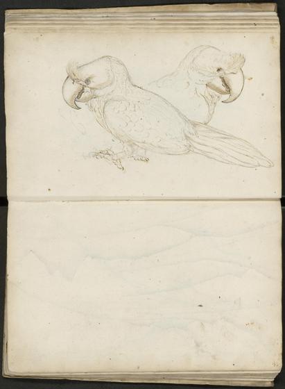 Tekening van twee papegaaien gemaakt rond 1602