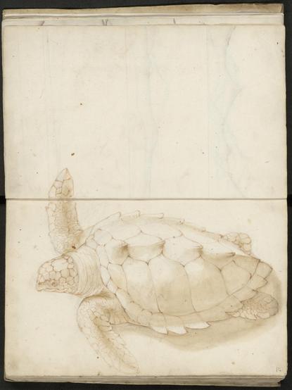 Tekening van een schildpad gemaakt rond 1602