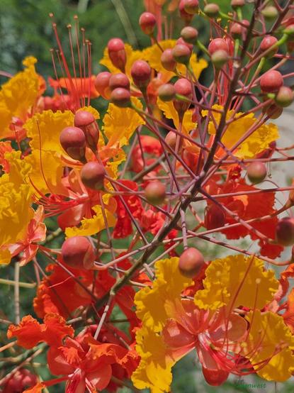 Pride of Barbados, also known the Peacock Flower. Wavy petals of red and orange with buds and stalks.