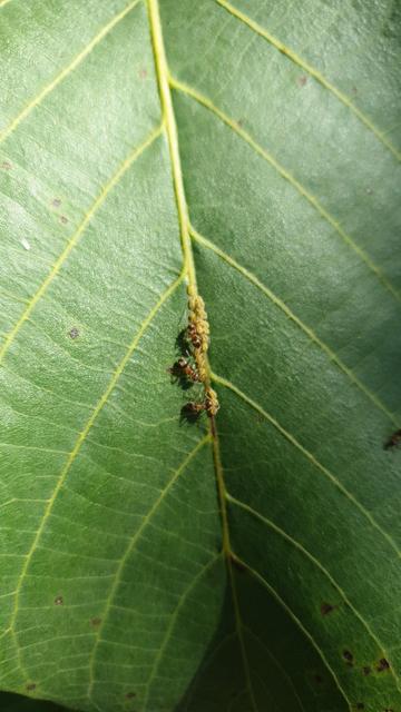 Three ants tending aphids on a green leaf.