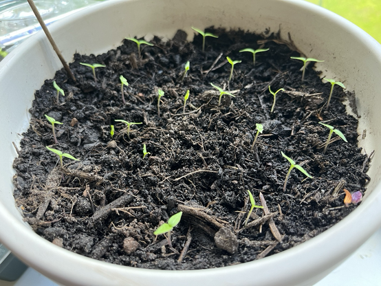 More and slightly taller pepper seedlings