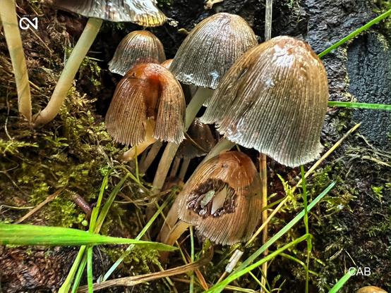 Mushrooms 