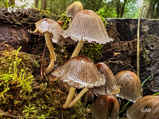Mushrooms 