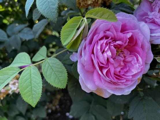 Pink rose surrounded by green leaves