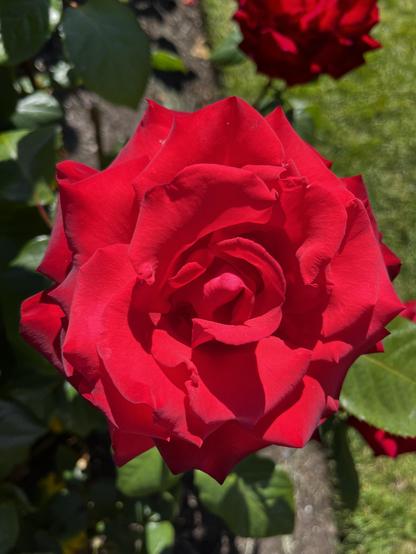 Red rose surrounded by green leaves
