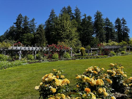 Yellow roses in the foreground, and trellis walkway covered in roses in the background