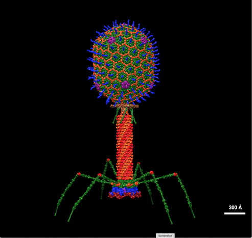 This model reminds me of a lunar lander. There are six spindly spider-like articulated legs that allow the bacteriophage to land on a bacterium. These bent at the knee legs are attached at their top to a circular plate and together these all hold up a narrow vertical cylindrical sheath that contains (not shown) a kind of drill or protein needle that can pierce the cell membrane of the bacterium. The cylinder is then surmounted by a short neck or collar and vertically elongated head that contains the virus payload to be injected into the bacterium. In this model the head is tiled with a repeating pattern of small hexagonal structures each of which has a tiny spike-like protrusion at its centre. Since this is a model it is in bright revealing colours but photomicrographs of actual bacteriophages necessarily in black and white show a similar lunar lander-like structure.

https://commons.wikimedia.org/wiki/File:T4_Bacteriophage.gif 
Atomic structural model of bacteriophage T4 by Dr. Victor Padilla-Sanchez, PhD. 