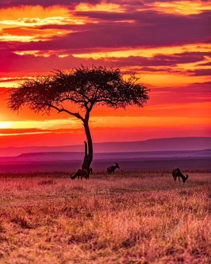 Sunset in Maasai Mara National Reserve, Kenya
