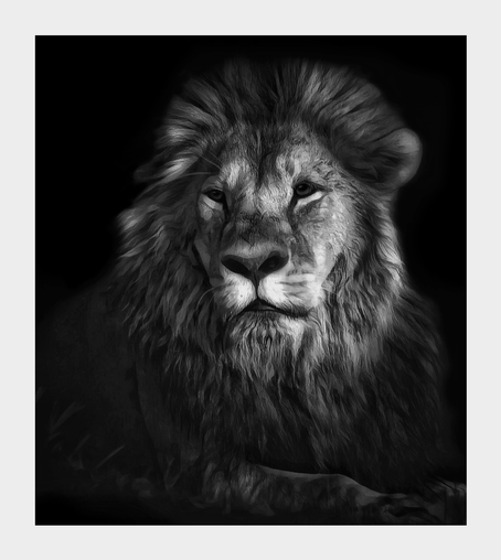 This is a black and white portrait of a very large male lion. This photo has been edited to look like a painting. The background is solid black to bring out the lion’s enormous head and mane. As photographed on the Okavango Delta, Botswana 