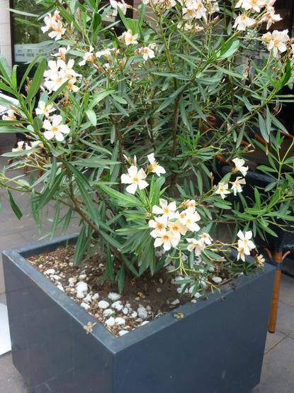 Oleander bush in a big pot. Has light orange flowers.