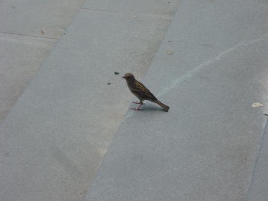 Sparrow on stairs, looking suspiciously towards me.