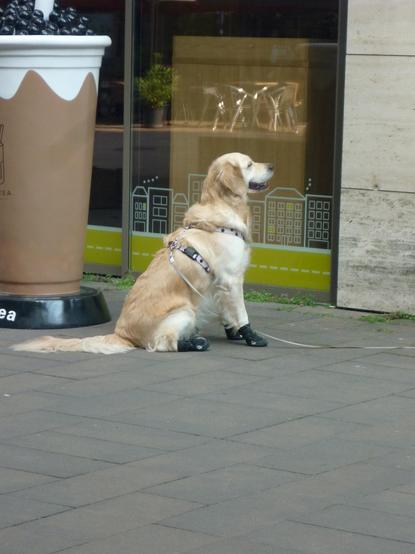 Golden retriever with leather shoes waiting outside a store.