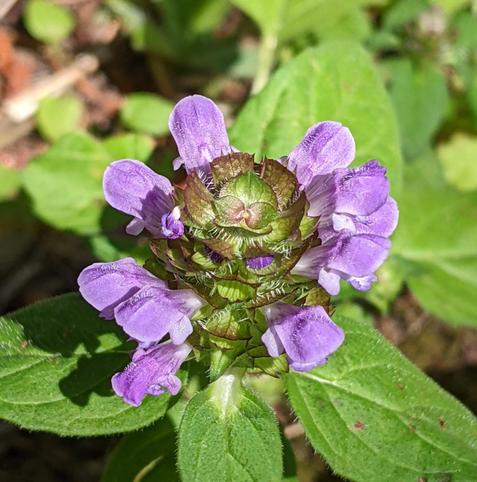 A closeup of a single Prunella vulgaris flower - it is roughly cylindrical, maybe an inch tall and slightly less in diameter.  The top is where new growth is, in the form of green and red-brown leaf-like plates.  Sprouting radially are purple petals, some of which have already fallen off the front side.  Small white defensive hairs are arranged in a line on the petals and leaves. 