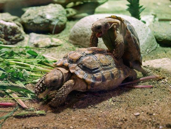 Dos pequeñas tortugas terrestres copulando.