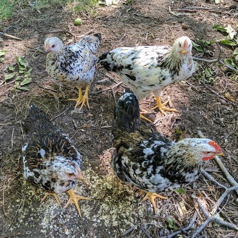 Four 9 week old chickens. The two in the back are mostly white with some black and brown or buff marks, and the two in the front are darker with the left one being a pullet wit a dark brown back with tan marks and white and black marks elsewhere and the one on the right is a cockerel with white black silver markings.
