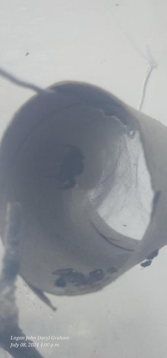 female bold jumping spider in cardboard tube with a bundle of thick webs (maybe eggs inside?)