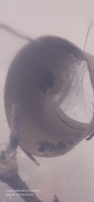 female bold jumping spider in cardboard tube with a bundle of thick webs (maybe eggs inside?)