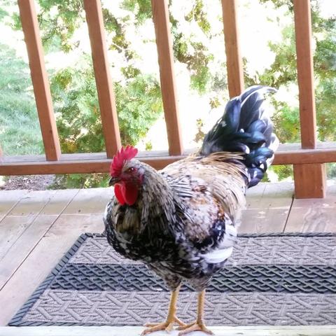 The oldest rooster in 2018 when he was 17 weeks old. The colors are a mix of silver, white and black. He is on the porch in the open door seeing what I'm doing.

