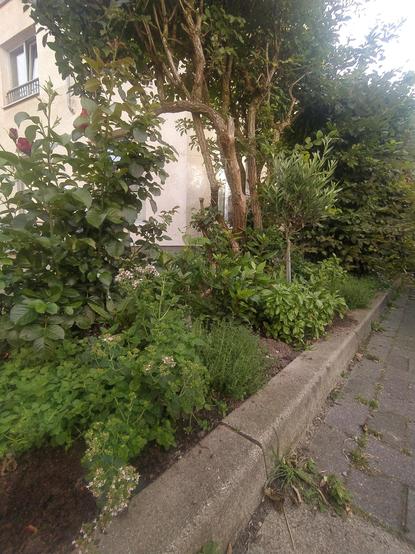 Ein kleiner Kräutergarten in einem Beet neben grauen Pflastersteinen. Dazwischen eine Rose, weiter hinten eine eine Olive, bevor die Hainbuchen-Hecke wieder beginnt. Begrenzung ist ein Bordstein, im Hintergrund ist ein Haus.