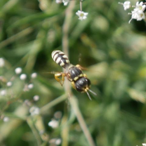A wasp or bee insect flying. It has yellow around it's thorax and head, it's legs are yellow, it's abdomen is more black and white. The head is almost as large as it's thorax with big black eyes.