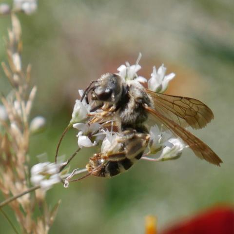 A wasp or bee that has white furry thorax and black and white abdomen foraging on baby's breath flowers. It's legs are brownish.