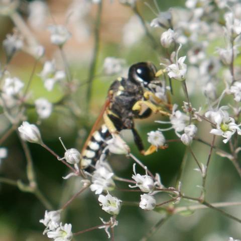 A wasp or bee insect. It has yellow around it's thorax and head, it's legs are yellow with some black, it's abdomen is black and white. The head is almost as large as it's thorax with big black eyes.