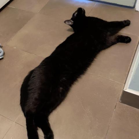 a long black cat lays on his side on the floor