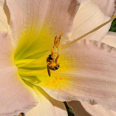 A bee or wasp foraging on a daylily flower. The insect is black and white or a pale yellow and a little bit furry. It is curled upside down, the underside of the abdomen showing is coverd with yellow pollen.