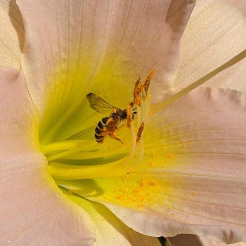 A bee or wasp foraging on a daylily flower. The insect is black and white or a pale yellow and a little bit furry. It's legs and back have visible pollen stuck to them.