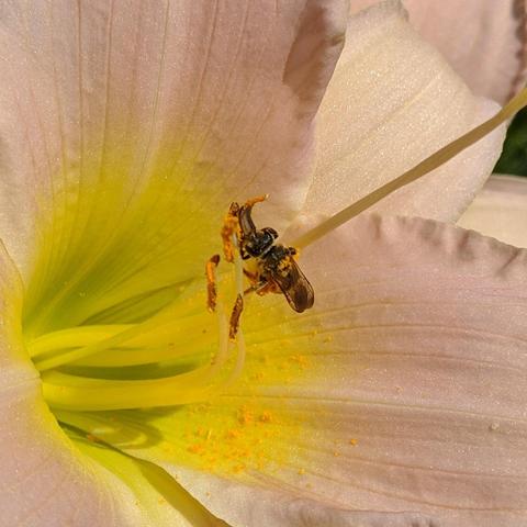 A bee or wasp foraging on a daylily flower. The insect is black and white or a pale yellow and a little bit furry. It's back to the camera has some pollen on it. It has knocked a lot of pollen off onto the petals of the flower.
