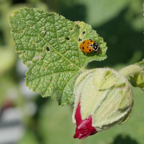 An asian ladybug on a hollyhock leaf. It has more than 10 spots. There is a flower bud below it with red petals emerging.