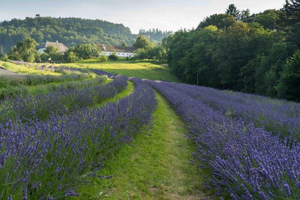 Ein Lavendel Feld, Bergauf fotografiert. Die Blüten wachsen in leicht gekrümmten Feldern/Reihen.
Eingerahmt von Wald.