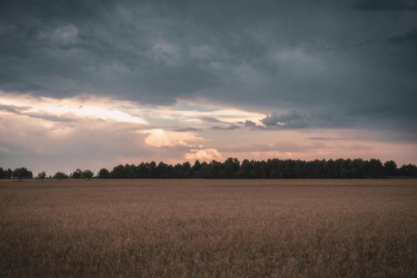 Se puede ver un campo con una hilera de árboles en el horizonte y sobre ellos un cielo de tormenta con luz del atardecer.