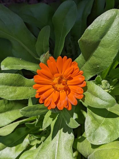 Classic intensely orange bloom with single row of petals and matching center against the background of verdant scruffy leaves of the most delicious green.